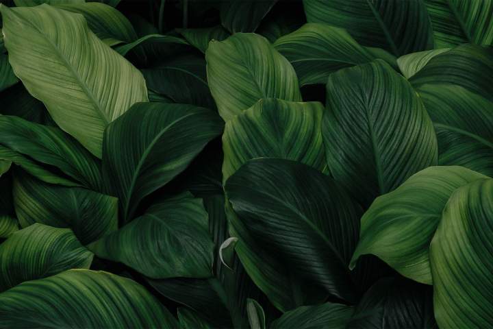Taille de pelouse pour jardins privés Québec